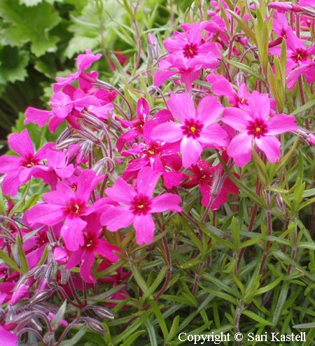 Phlox subulata 'Scarlet Flame', sammalleimu